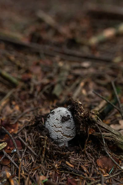 Foto Von Wild Wachsenden Giftigen Pilzen Wald Nahaufnahme — Stockfoto