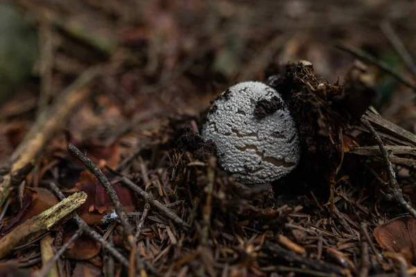 Ormanda büyüyen zehirli mantarların fotoğrafı. Yakın çekim..