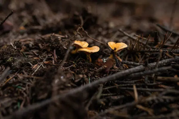 Foto Vilda Växande Giftiga Svampar Skogen Närbild — Stockfoto