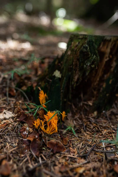 Foto Funghi Velenosi Selvatici Crescita Nella Foresta Primo Piano — Foto Stock