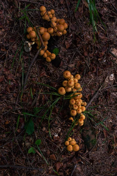 Ormanda büyüyen zehirli mantarların fotoğrafı. Yakın çekim..