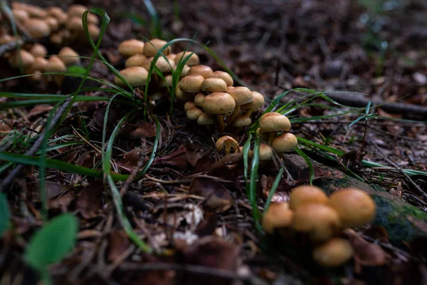 森林中野生有毒蘑菇生长的照片 — 图库照片