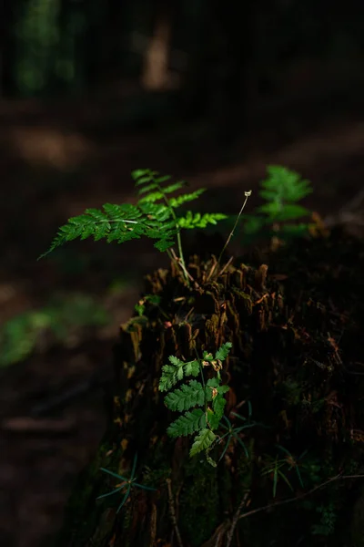 Photo Petites Fougères Sauvages Poussant Dans Forêt Sur Vieux Tronc — Photo