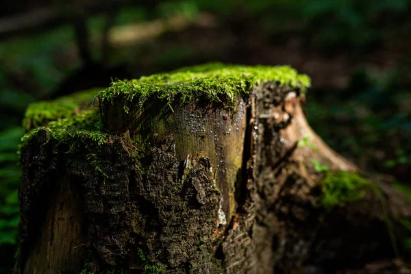 Yaşlı Ağaç Kütüğünün Fotoğrafı Ormanda Yosun Yetişiyor — Stok fotoğraf