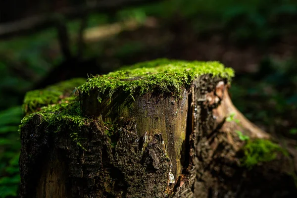 Yaşlı ağaç kütüğünün fotoğrafı. Ormanda yosun yetişiyor..