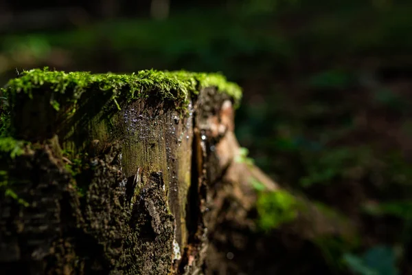 Yaşlı ağaç kütüğünün fotoğrafı. Ormanda yosun yetişiyor..