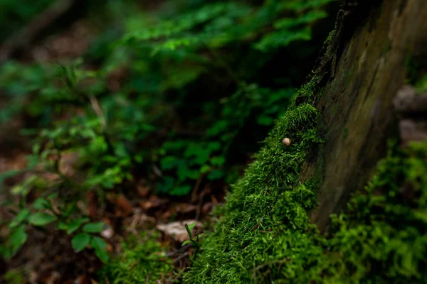 Foto Vilda Växande Giftiga Svampar Skogen Närbild — Stockfoto