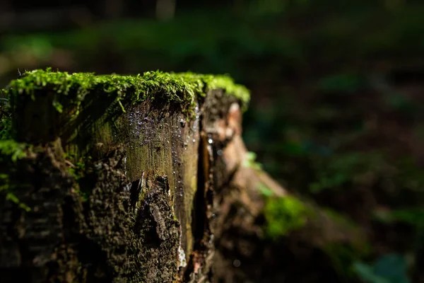 Foto Von Altem Baumstumpf Mit Wachsendem Moos Wald Stockfoto