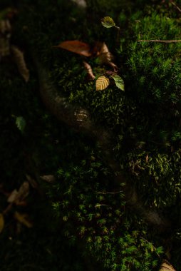 Sonbahar ormanlarında büyüyen Moss 'un fotoğrafı.