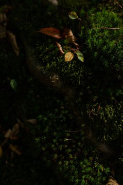 Sonbahar ormanlarında büyüyen Moss 'un fotoğrafı.