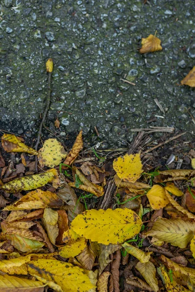 Foto Von Gefallenen Herbstblättern Auf Asphaltstraße Perfekter Fallrückzieher — Stockfoto