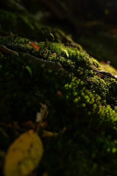 Foto Van Mos Groeiend Het Herfstbos Rechtenvrije Stockfoto's