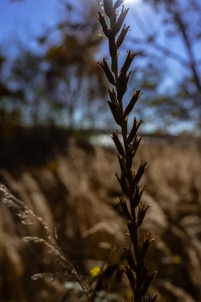 Foto Grama Pampas Secas Campo Prado Dia Ensolarado Outono — Fotografia de Stock