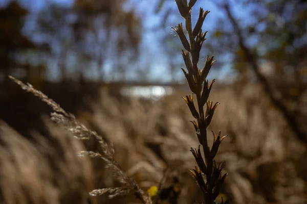 Foto Von Trockenem Pampasgras Auf Dem Feld Oder Der Wiese — Stockfoto