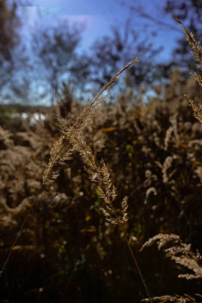 Foto Van Droog Pampasgras Het Veld Weide Zonnige Herfstdag — Stockfoto