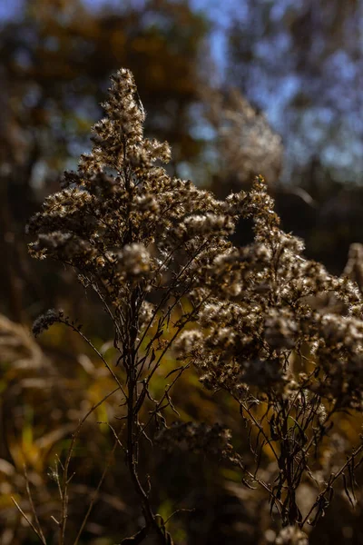Zdjęcie Suchej Trawy Pampas Polu Lub Łące Słoneczny Jesienny Dzień — Zdjęcie stockowe