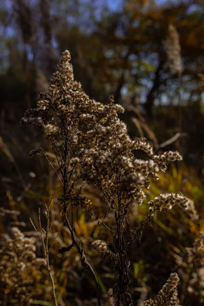 Foto Hierba Seca Pampas Campo Prado Soleado Día Otoño — Foto de Stock