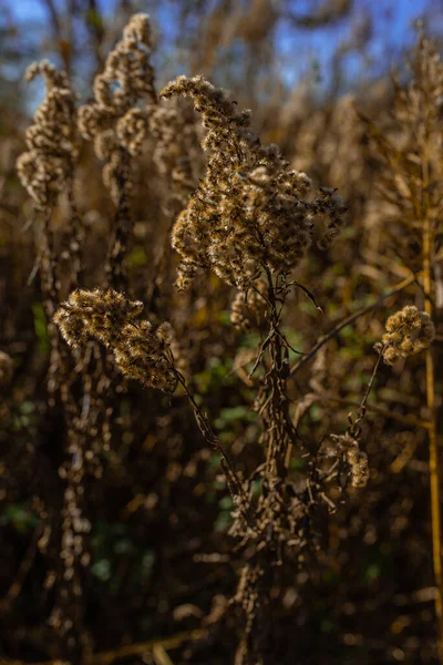 Photo Dry Pampas Grass Field Meadow Sunny Autumn Day — Stock Photo, Image