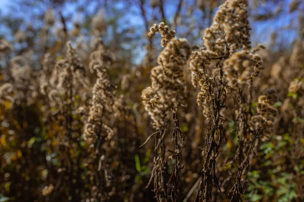 Photo Dry Pampas Grass Field Meadow Sunny Autumn Day — 图库照片