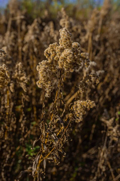 Foto Hierba Seca Pampas Campo Prado Soleado Día Otoño — Foto de Stock