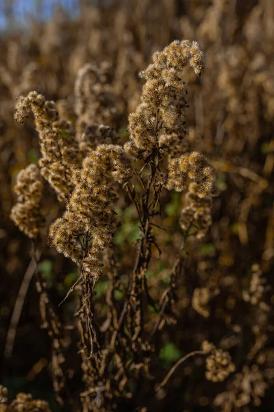 Foto Von Trockenem Pampasgras Auf Dem Feld Oder Der Wiese — Stockfoto