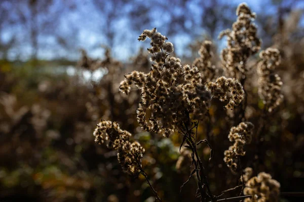 Photo Herbe Des Pampas Sèches Sur Terrain Prairie Jour Ensoleillé — Photo