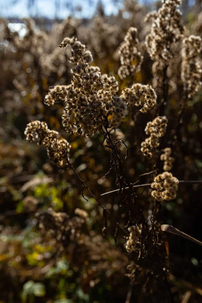 Foto Hierba Seca Pampas Campo Prado Soleado Día Otoño — Foto de Stock