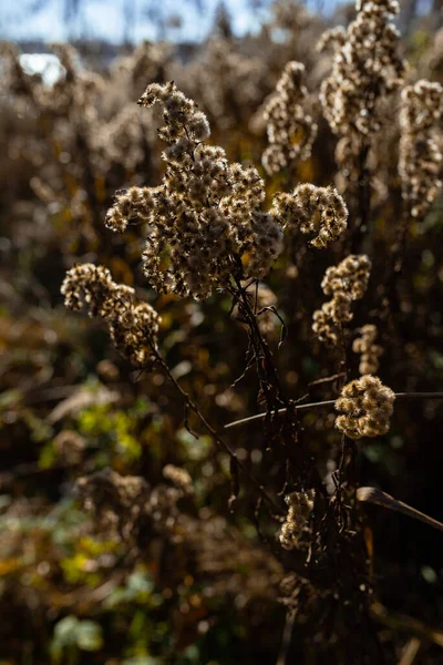 Zdjęcie Suchej Trawy Pampas Polu Lub Łące Słoneczny Jesienny Dzień — Zdjęcie stockowe