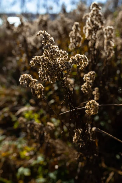 Foto Von Trockenem Pampasgras Auf Dem Feld Oder Der Wiese — Stockfoto