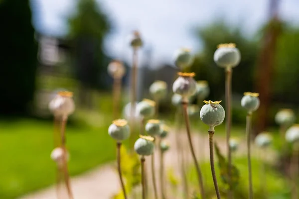 Photo Poppy Head Garden Summer — Stock Photo, Image