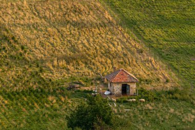 Sahada otlayan koyunların fotoğrafı. Hava görüntüsü. Çiftlik hayvanlarıyla dolu kırsal alan.
