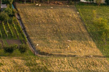 Sahada otlayan koyunların fotoğrafı. Hava görüntüsü. Çiftlik hayvanlarıyla dolu kırsal alan.