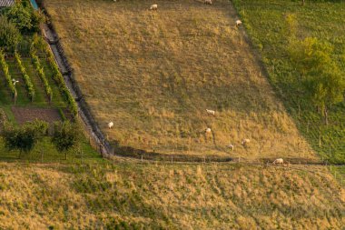 Sahada otlayan koyunların fotoğrafı. Hava görüntüsü. Çiftlik hayvanlarıyla dolu kırsal alan.