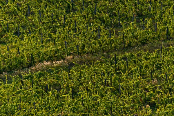 Photo Vineyard Balaton Highland Hungary Vine Farm Aerial View — Stock Photo, Image