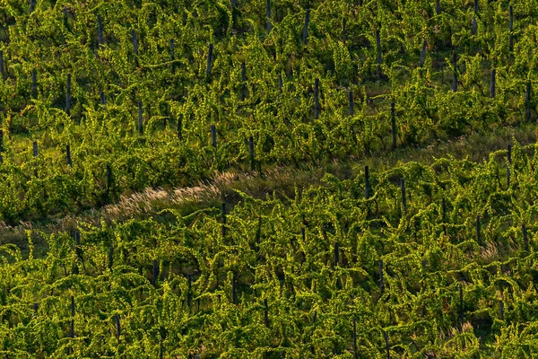 Zdjęcie Winnicy Balaton Highland Węgry Widok Lotu Pnącza — Zdjęcie stockowe