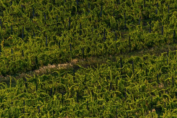 Photo Vineyard Balaton Highland Hungary Vine Farm Aerial View — Stock Photo, Image