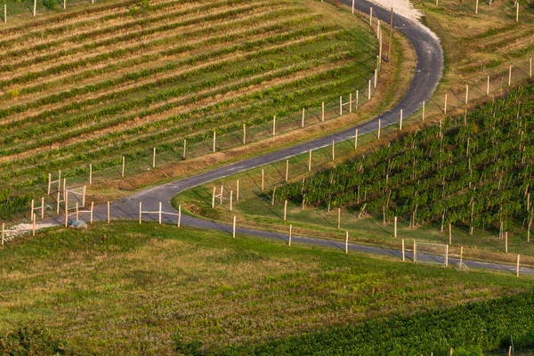 Photo Vineyard Balaton Highland Hungary Vine Farm Aerial View — Stock Photo, Image