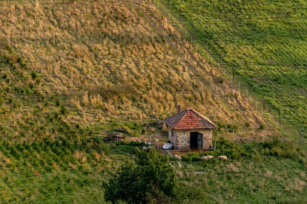 Sahada otlayan koyunların fotoğrafı. Hava görüntüsü. Çiftlik hayvanlarıyla dolu kırsal alan.
