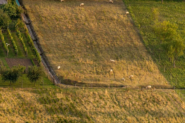 羊在田里吃草的照片 空中风景 农场动物的乡村景观 — 图库照片