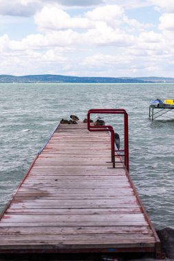 Ördeklerin ve martıların fotoğrafı Balaton Gölü kıyısında duruyor, Siofok, Macaristan