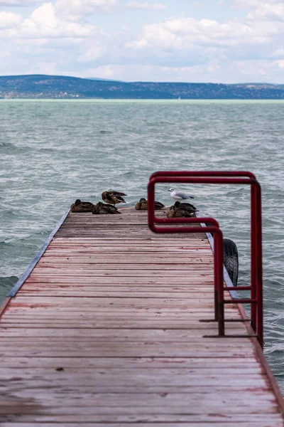 Ördeklerin ve martıların fotoğrafı Balaton Gölü kıyısında duruyor, Siofok, Macaristan