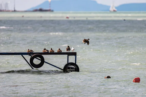 Fotografie Rațe Pescăruși Picioare Malul Lacului Balaton Siofok Ungaria — Fotografie, imagine de stoc