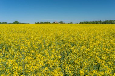 Mavi gökyüzüne karşı çiçek açan kolza tohumu tarlası fotoğrafı.