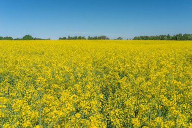 Mavi gökyüzüne karşı çiçek açan kolza tohumu tarlası fotoğrafı.