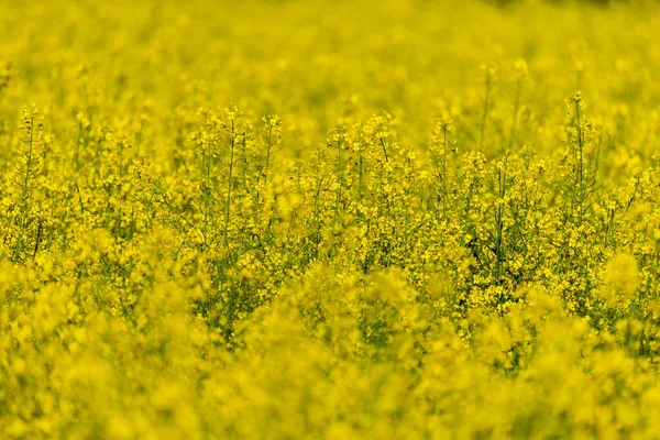 Fotografie Řepkového Semínka Kvete Žlutými Květy Detailní Záběr Selektivní Zaměření — Stock fotografie