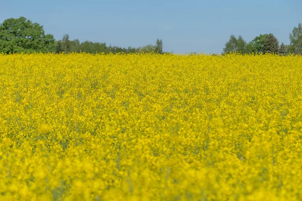 Photo Champ Colza Fleurs Contre Ciel Bleu — Photo