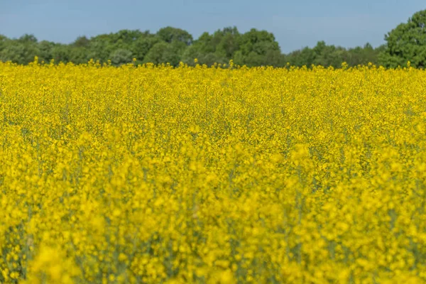 Foto Blooming Campo Colza Contra Cielo Azul — Foto de Stock