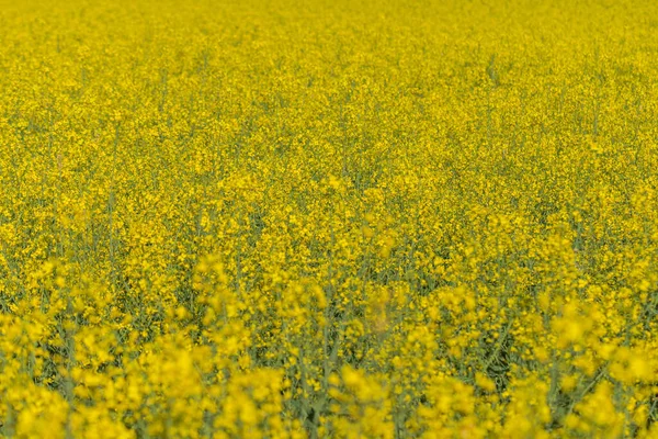 Fotografie Řepkového Semínka Kvete Žlutými Květy Detailní Záběr Selektivní Zaměření — Stock fotografie