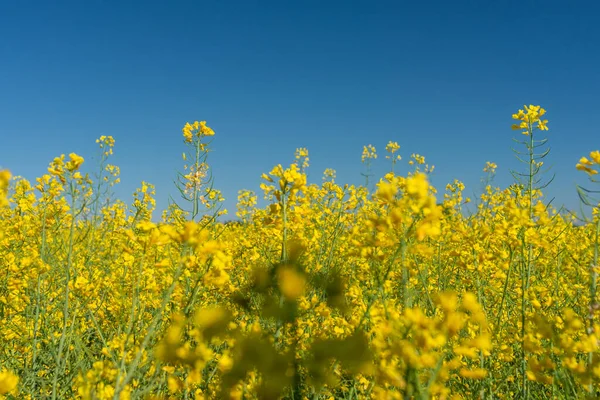 Fotografie Řepkového Semínka Kvete Žlutými Květy Modrou Oblohou Jako Pozadí — Stock fotografie
