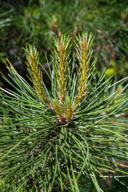 Photo of Pine tree brunch with young green sprouts. Close up. Perfect for bacground.